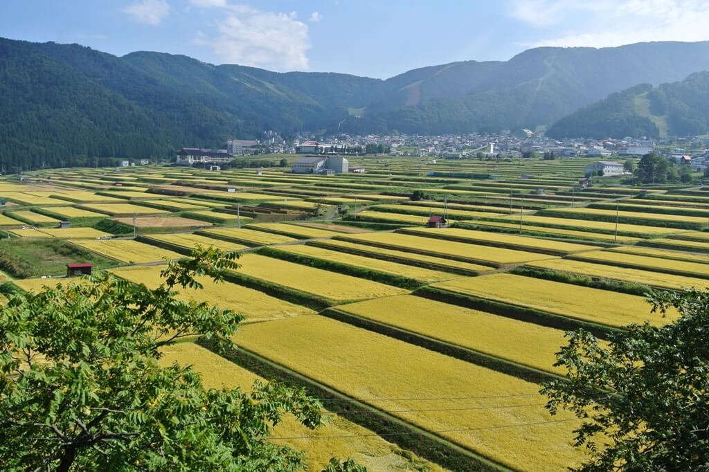 長野県産こしひかり7年産30㎏/福山通運