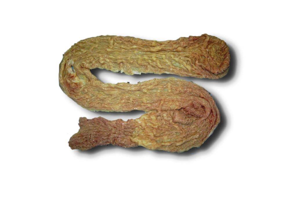 豊西牛モウチョウ1kg