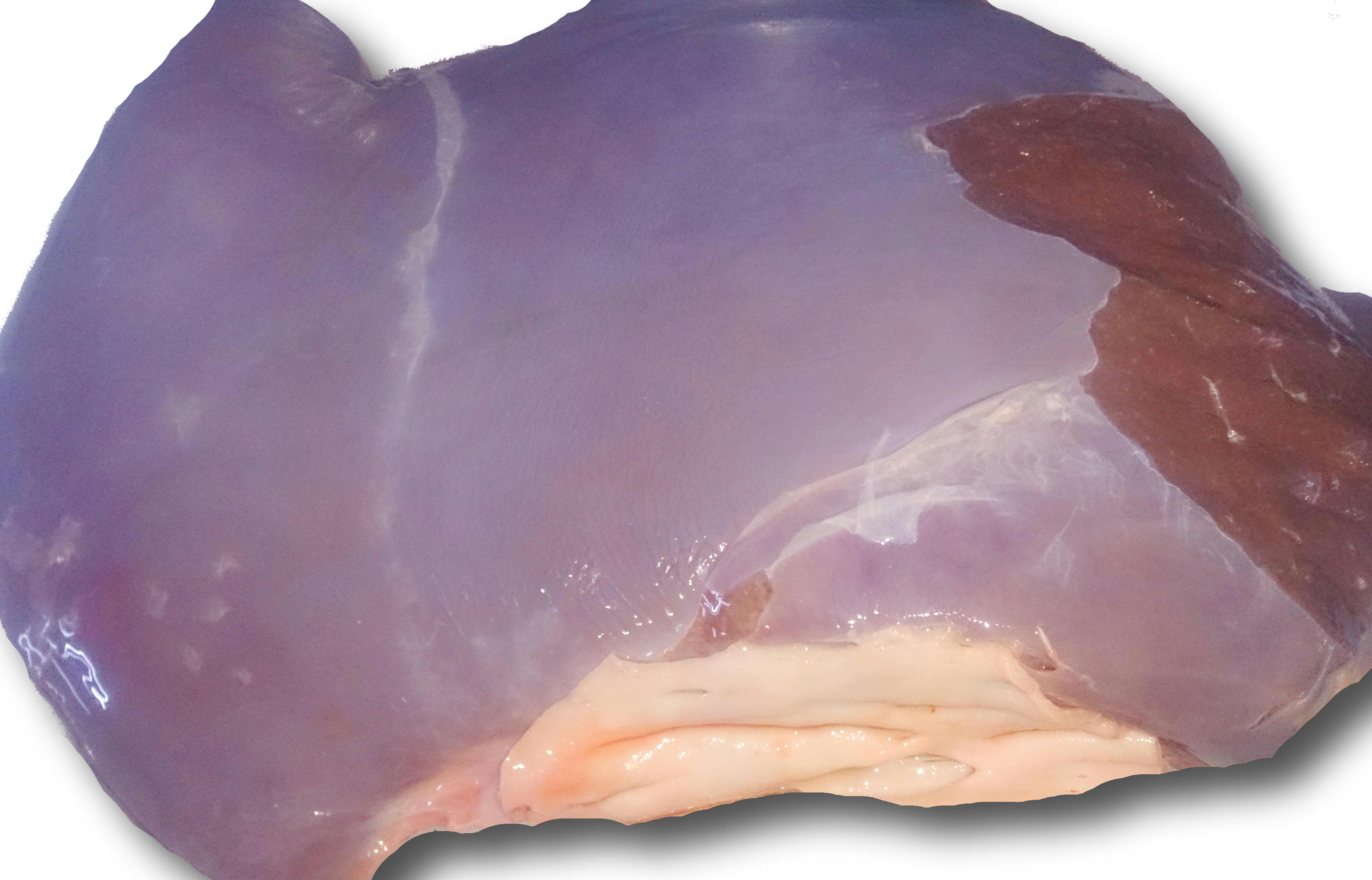 門崎丑レバー1kg【冷凍】