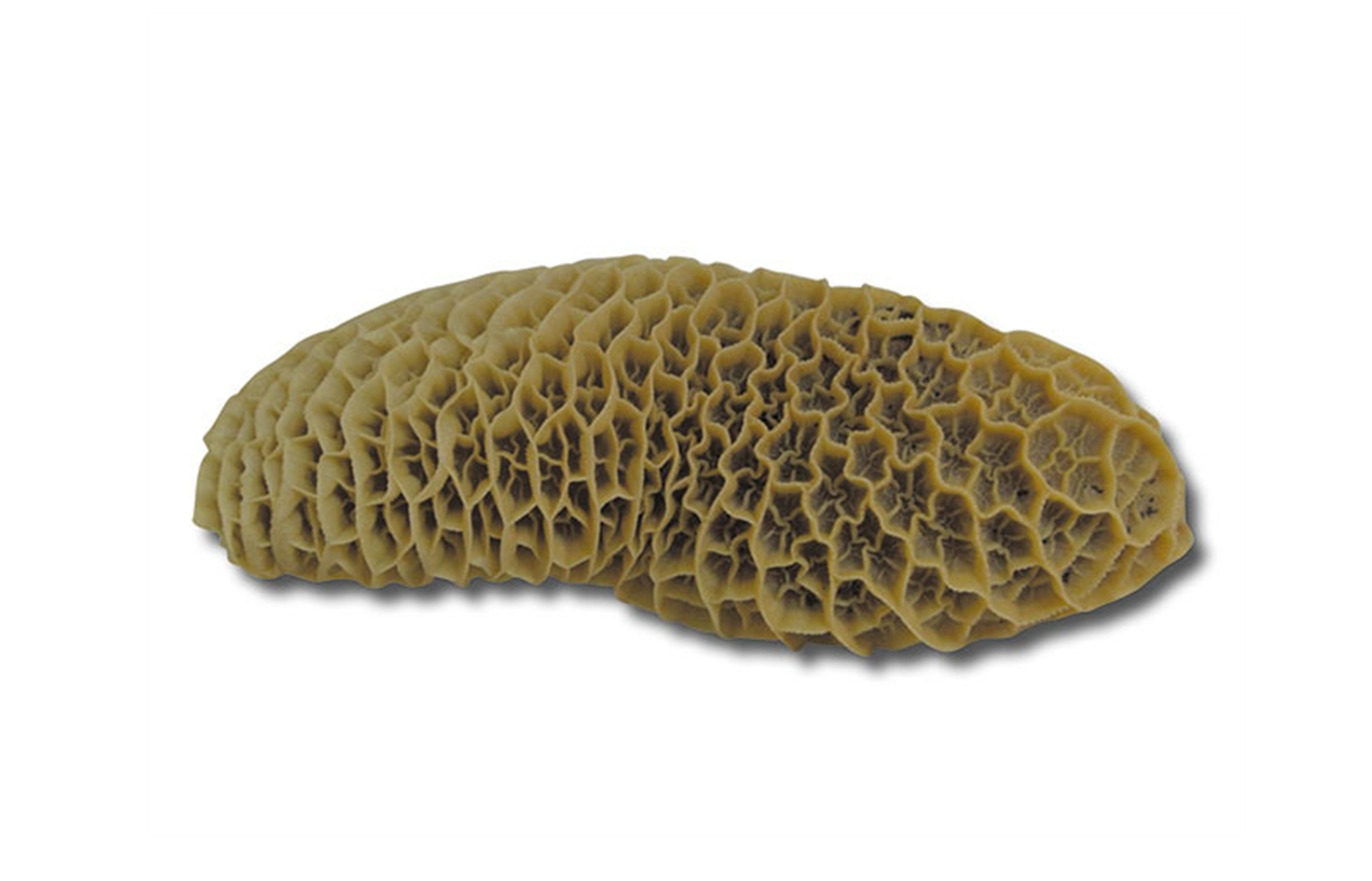 門崎丑ハチノス1セット（概算重量0.2kg）【冷凍】