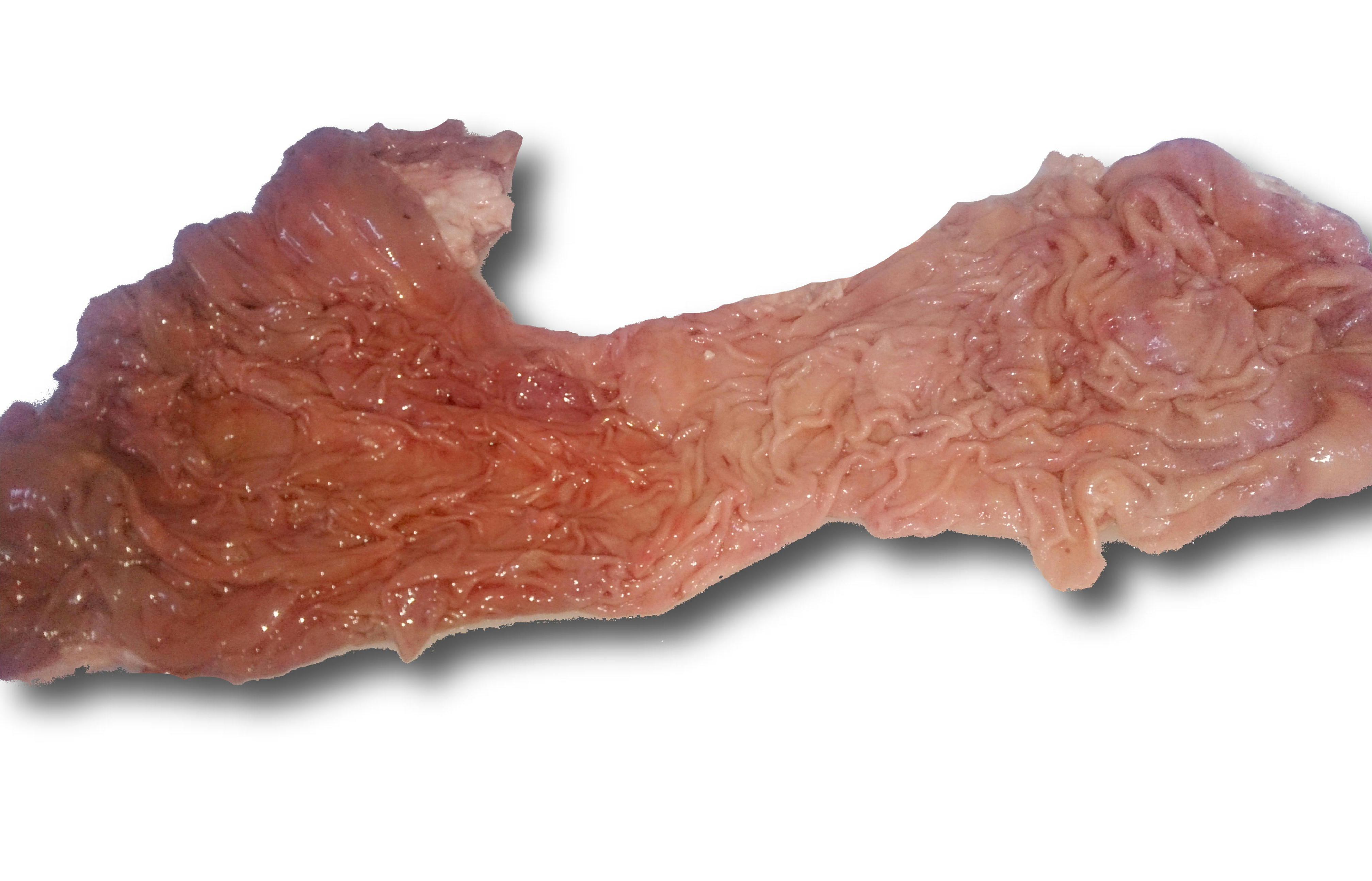 門崎丑ギアラ1セット（概算重量1.5kg）【冷凍】